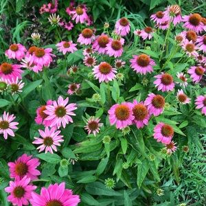 Meet your Posher, Whitney